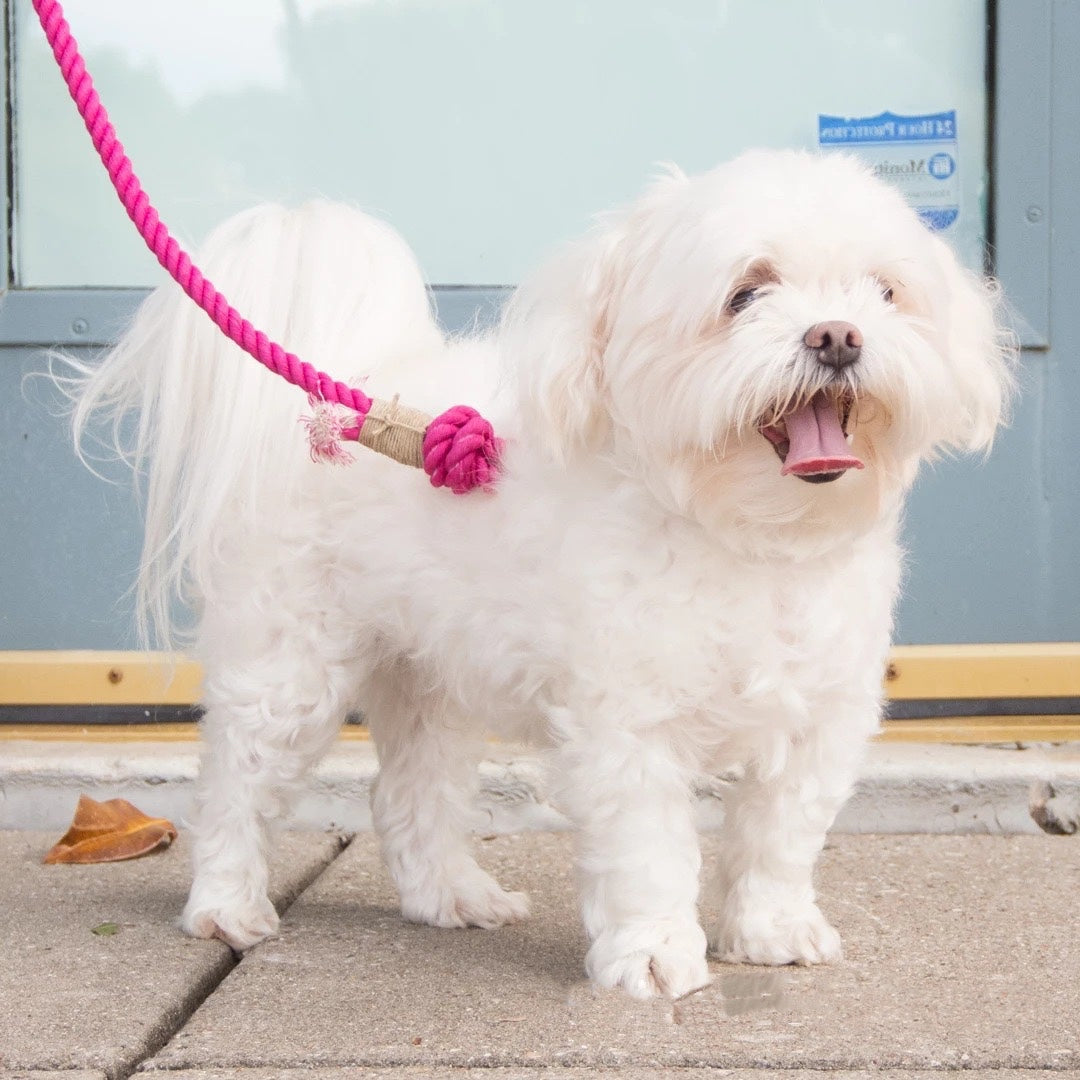 Rope Leash - Fall Terracotta