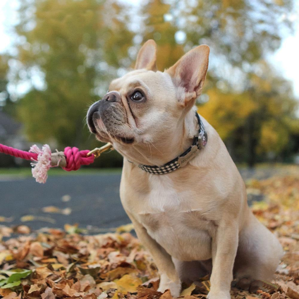 Rope Leash - Fall Terracotta